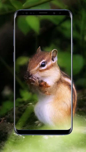 Chipmunk Wallpapers Screenshot 3