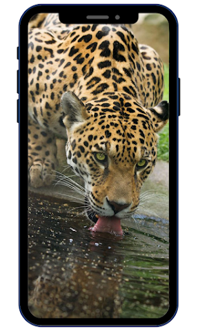 Leopard Wallpapers Screenshot 1