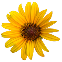 Kansas Wildflowers