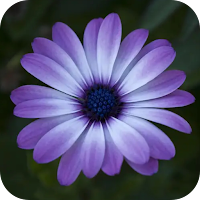 Flower Photo Download