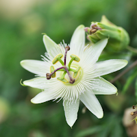 Passion Flower Wallpaper