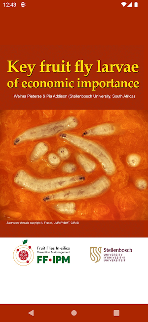 Key important fruit fly larvae Screenshot 0