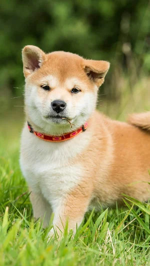 Shiba Inu Wallpaper Screenshot 0