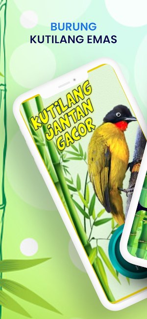 KICAU KUTILANG EMAS JANTAN Screenshot 0