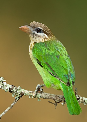Asian barbet bird Sounds ~ Sboard.pro Screenshot 0