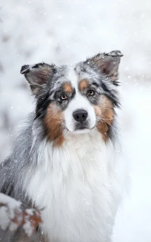 Australian Shepherd Wallpapers Screenshot 0