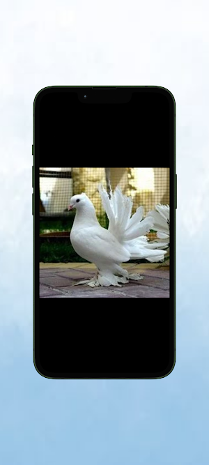 Merpati WalL Screenshot 2