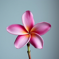 Plumeria Flower Wallpapers HD
