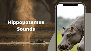 Hippopotamus Sounds Screenshot 0
