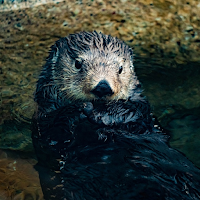 Sea Otter Sounds