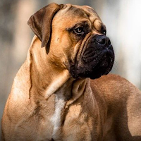 Bullmastiff Dog Wallpapers