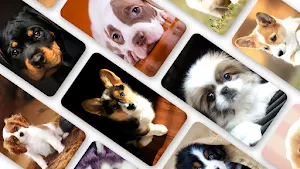Puppy Wallpaper 2024 Screenshot 0