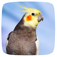Cockatiel Sounds