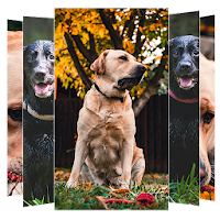 Labrador Wallpapers