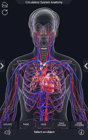 Circulatory System Anatomy Screenshot 2