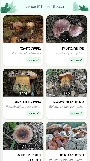 מהשרום - זיהוי פטריות בישראל Screenshot 1