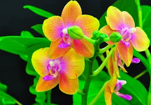 Orchid Wallpaper HD Screenshot 2