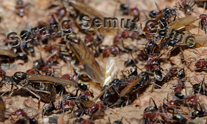 Sarang Semut Game Screenshot 0