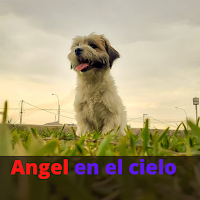 Foto de Animales