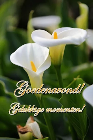 Goedenavond! Screenshot 3