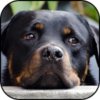 Rottweiler wallpapers