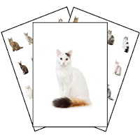 Baraja y Carta - Lotería Gatit