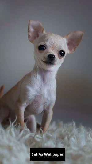 Chihuahua wallpaper Screenshot 2