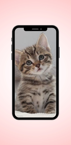 Cute Cat Wallpaper Screenshot 1