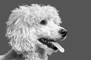 White dogs wallpapers Screenshot 3