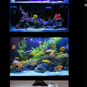 ornamental fish aquarium design Screenshot 1