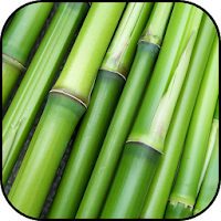 Bamboo wallpapers