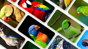 Parrot Wallpaper 2023 Screenshot 0