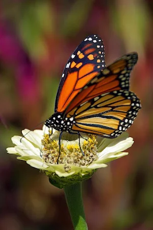 Monarch Butterfly Wallpapers Screenshot 1