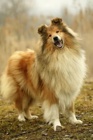 Collie Dog Wallpapers Screenshot 3