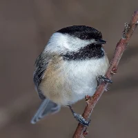 Chickadee Sounds