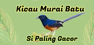 Kicau Murai Batu Gacor screenshot 7