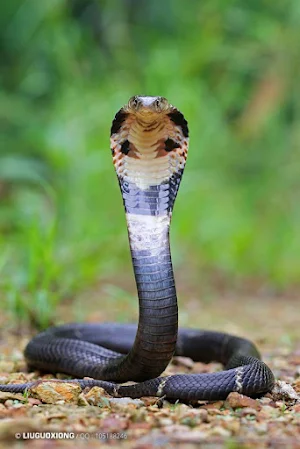 King Cobra Snake Wallpapers Screenshot 3