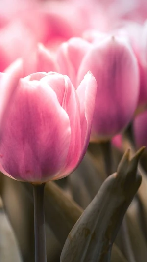 Flowers Wallpapers Screenshot 1