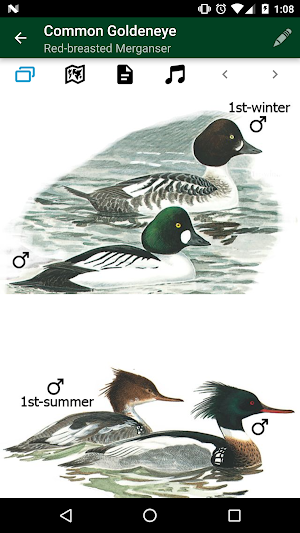 Birds of Germany & Switzerland Screenshot 3