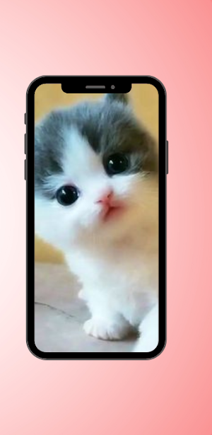 Cute Cat Wallpaper Screenshot 2
