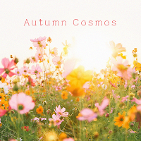 Autumn Cosmos Theme +HOME
