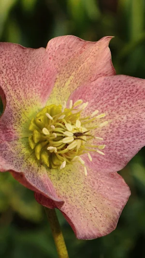 Lenten Rose Wallpaper Screenshot 3