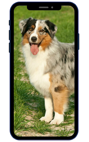 Australian Shepherds Wallpaper Screenshot 0
