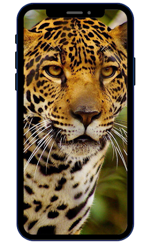 Jaguar Wallpapers Screenshot 1