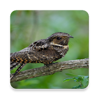 Whippoorwill Bird Sound Collections ~ Sclip.app