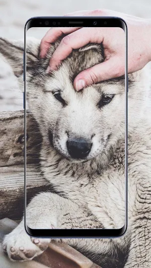 Wolf Wallpapers Screenshot 3