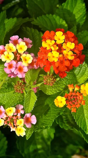Lantana Wallpaper Screenshot 3
