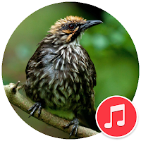 Straw-headed bulbul bird sound