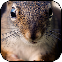 Squirrel wallpapers
