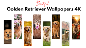 Golden Retriever Wallpaper Screenshot 0